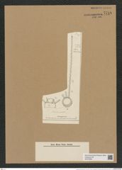 Chaetoceros pennatus Grun. (de-Toni-Nr.: Genus 149, Species 4167) Zeichnungen Sammlung Grunow Nr. 7718 (NHMW-BOT-W0376926)